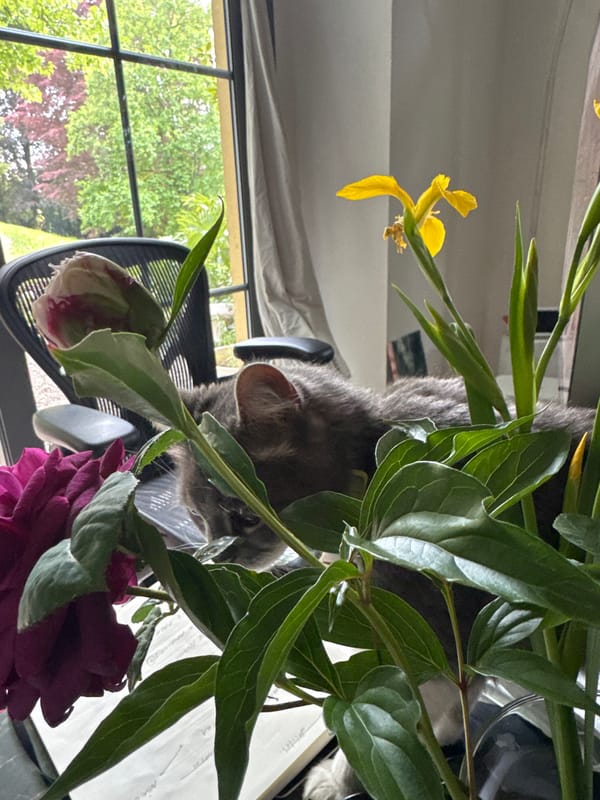 Grey cat sits among flowers in vase in Erba