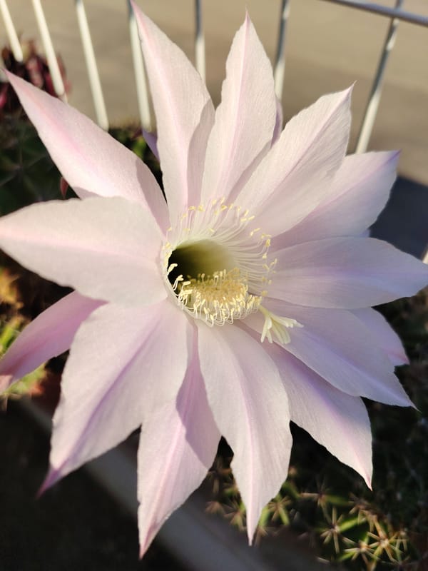 Morning garden wander in Konyaaltı, flowers and fruit up close