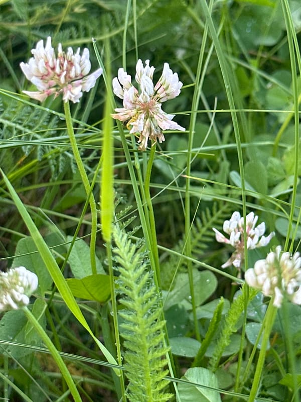 Backyard nature: dog, wildflowers, and a fish tank