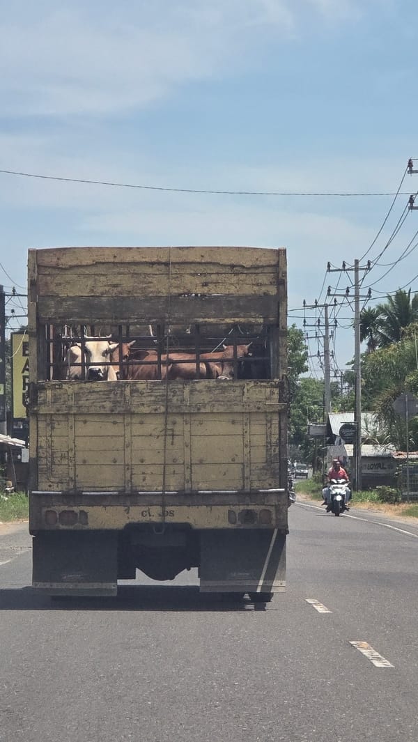 Livestock transport truck spotted carrying cows in Payameuneng, Indonesia