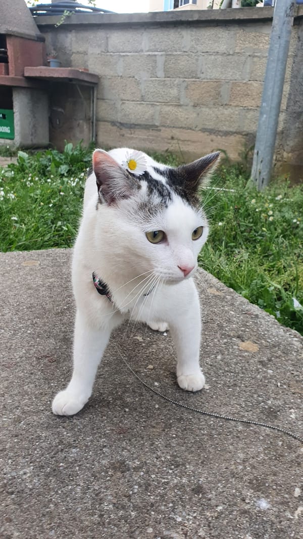 Decorated cat spotted in Bar, Montenegro
