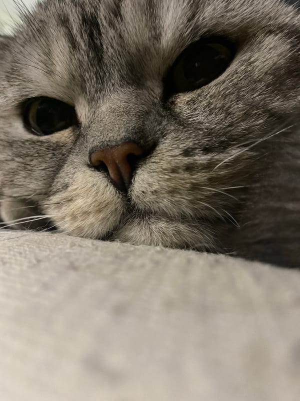 Quiet evening moments with pet cat captured in Chaikovsky