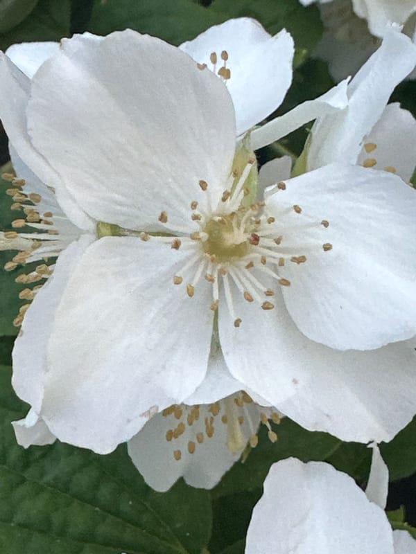 Spring blooms documented in early morning Coquitlam garden photography