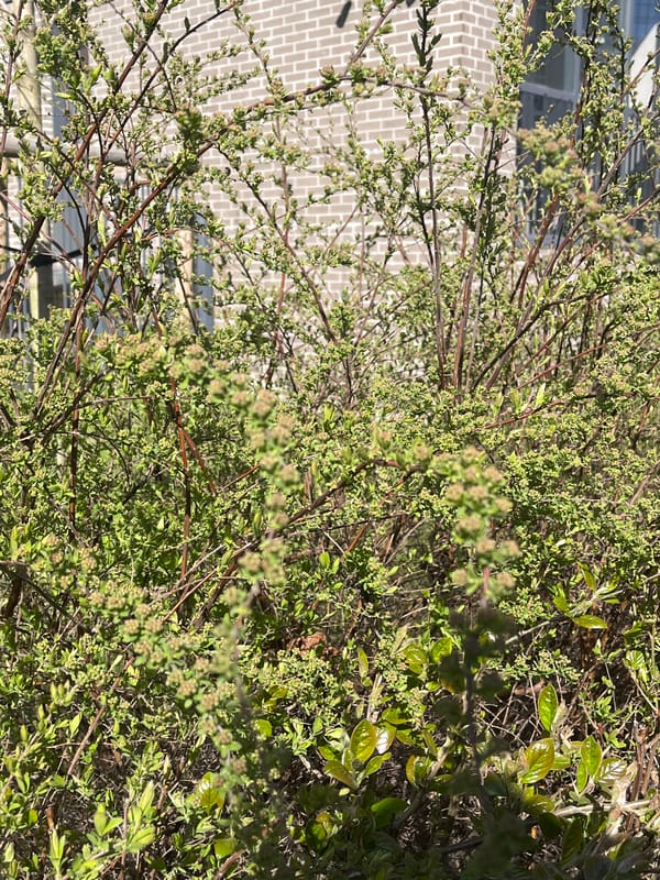Person documents casual midday walk through Saint Petersburg streets