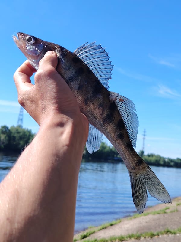 Fishing the Kama River below Votkinsk Dam, Chaikovsky