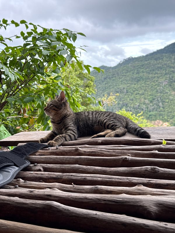 Two cats spotted in rural Thailand village