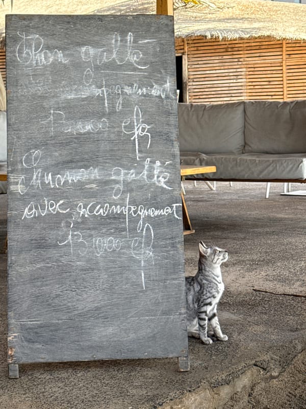 Dakar coastal life: surfing and street cats captured Monday