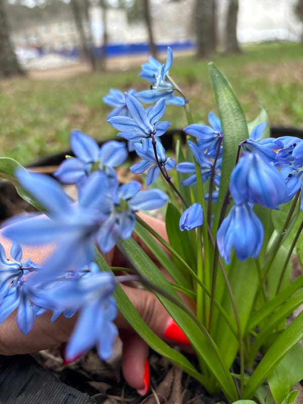 Spring nature and pet photography documented in Chaikovsky, Russia