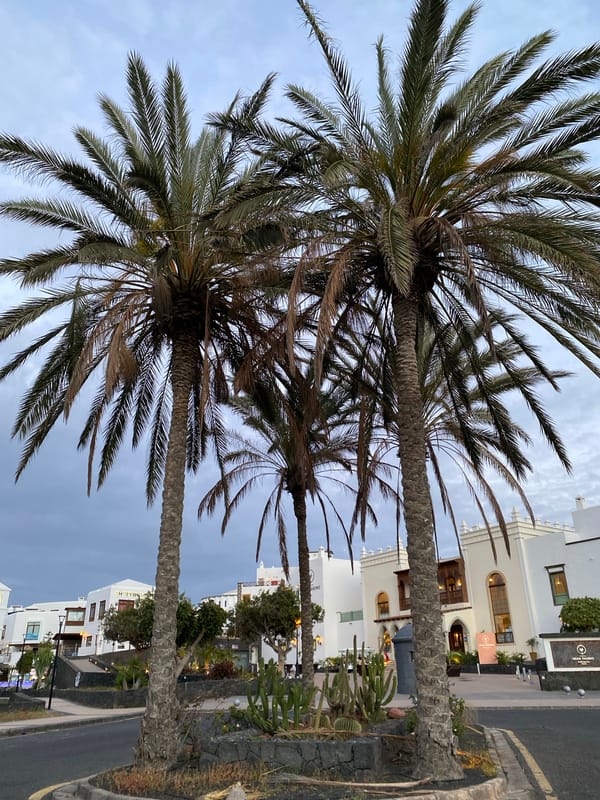 Tree with white trunk photographed in Yaiza, Spain