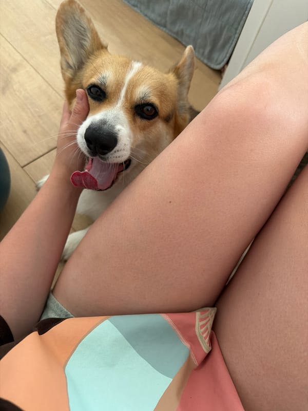 Corgi enjoying a good pet session on a wooden floor