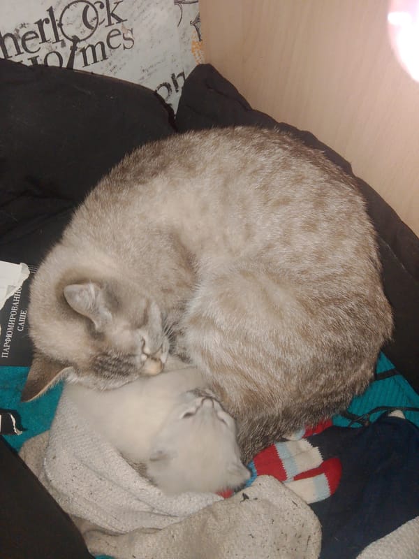 Morning domestic life documented in Votkinsk featuring cats and children