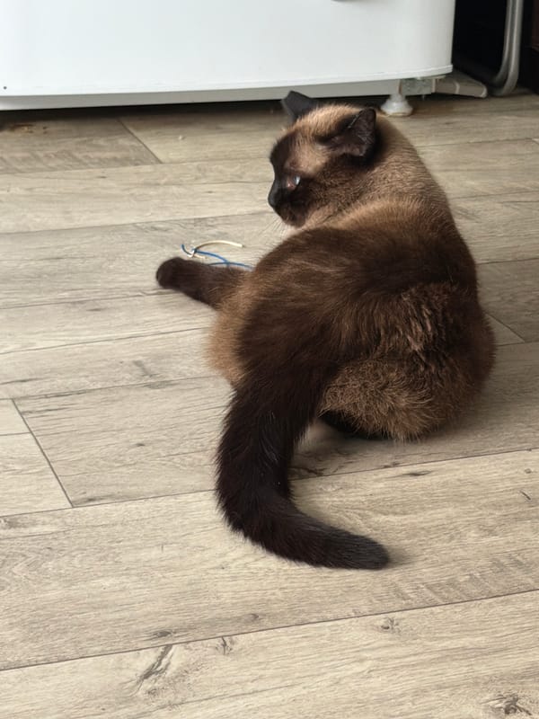 Siamese cat napping, playing, and grooming at home in Tujmazy