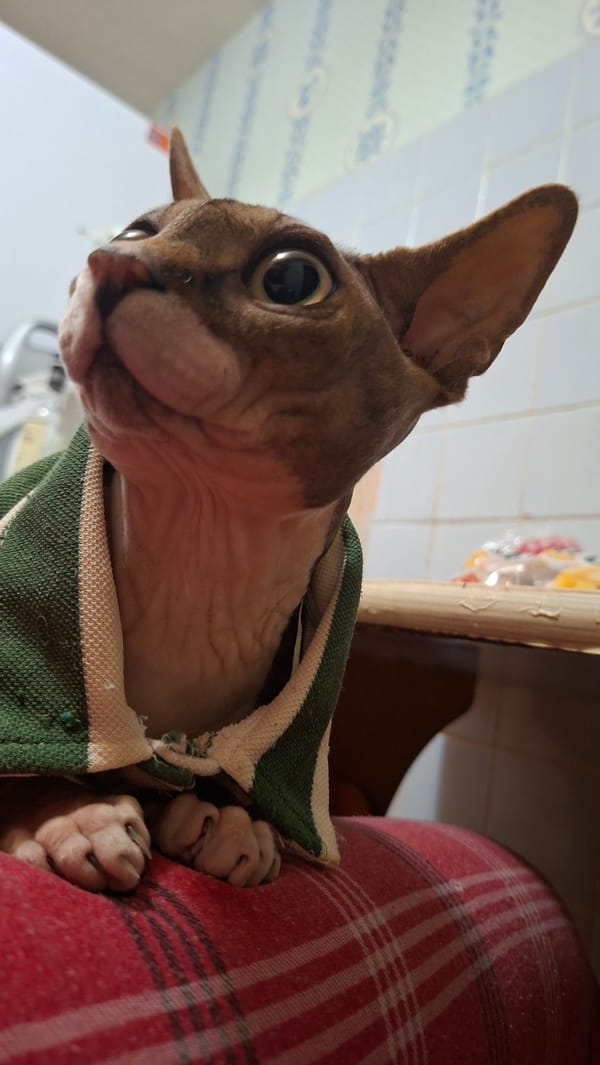Sphynx cat spotted wrapped in towel in Belarus