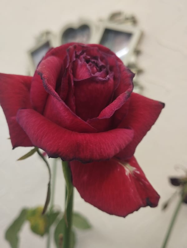 Wilting red rose photographed in Gyumri, Armenia