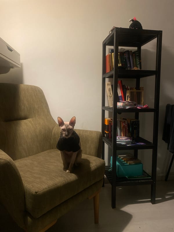 Sphynx cat photographed on armchair in Bat Yam home