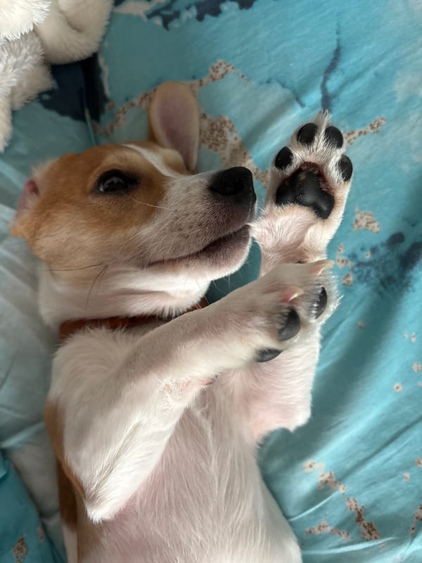 Jack Russell puppy photographed resting on blankets in Chelyabinsk
