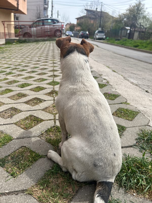 Spring day captures: neighborhood pets and blooming tulips observed