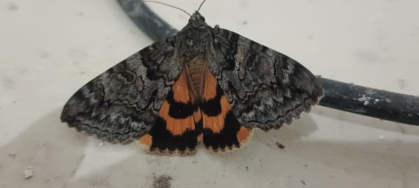 Patterned moth resting on a textured surface in Astana