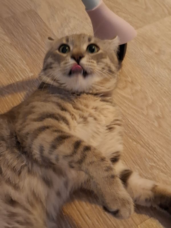 Tabby Cat's Playful Hour Captured in Zemun Home