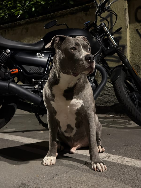 Dog spotted beside motorcycle in Milan street scene