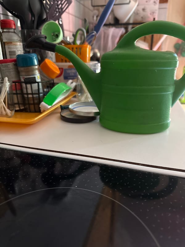 Inside a Bassum home: kitchen, garden, and a cat