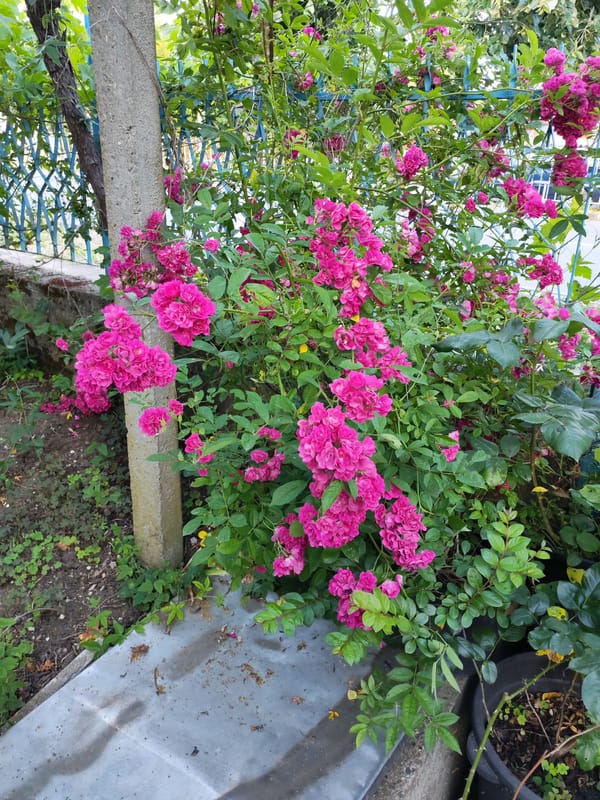 Domestic scenes captured in Marinka, Bulgaria residential area