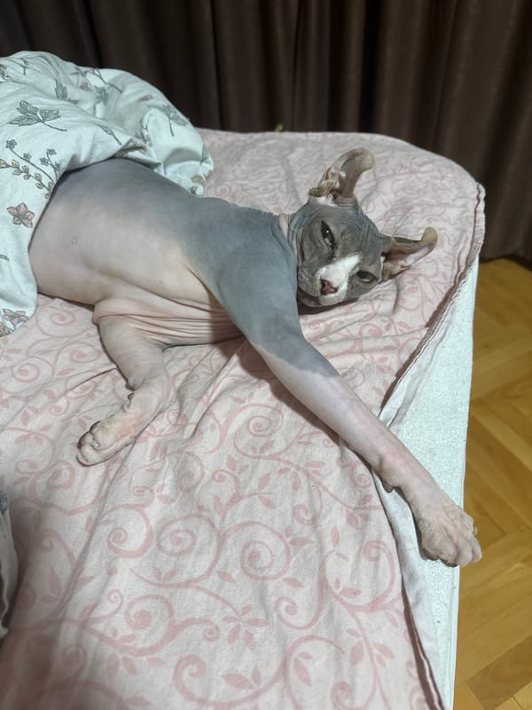 Hairless cats at home, napping and posing