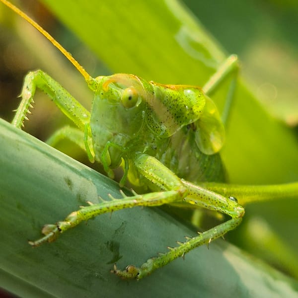 Dew-covered katydid perched on a leaf in rural Russia