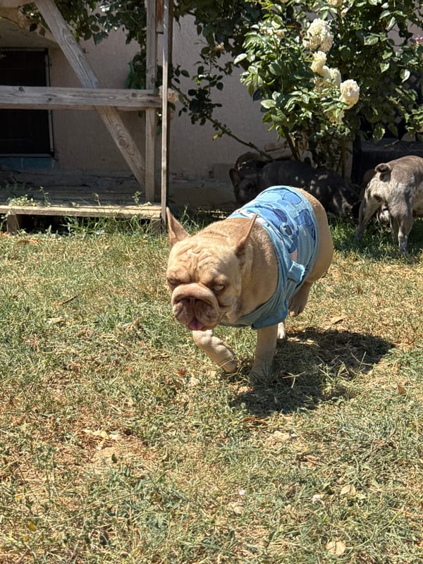 French Bulldog crew spends a summer afternoon in an Italian backyard