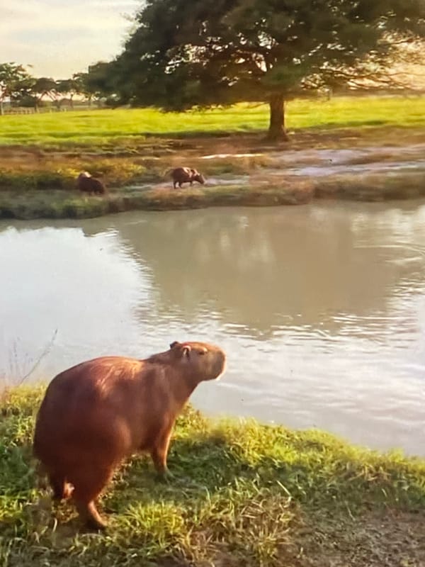 Rural Venezuelan life documented: wildlife, church, inspirational messages