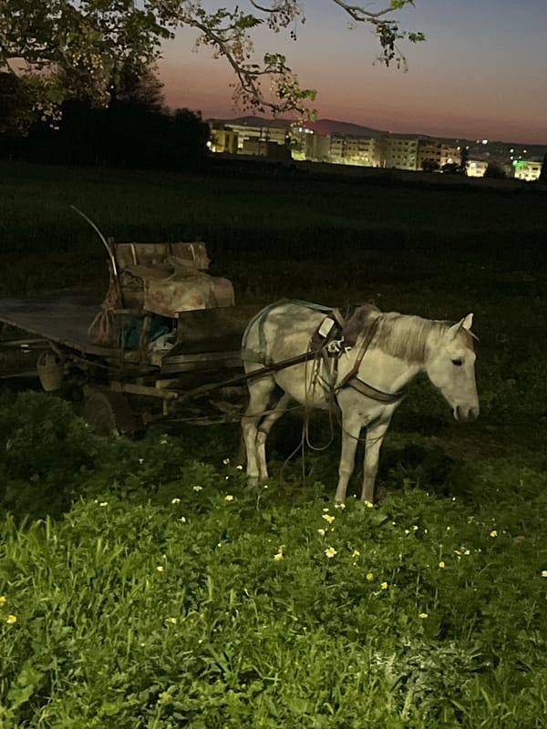 Horse and wagon spotted in field outside Fez