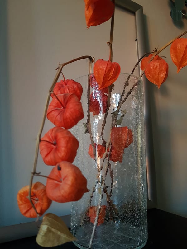 Chinese lantern flowers arranged in cracked vase, Saint Petersburg