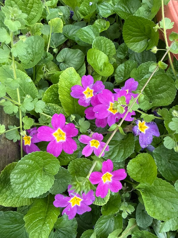 Spring primroses bloom in Bulgarian town garden