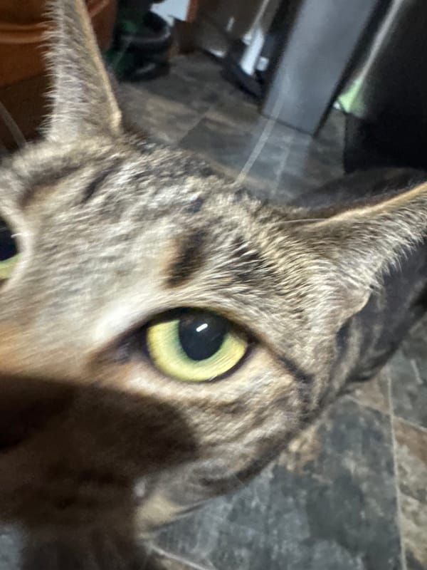 Tabby cat photographed during evening rest in Desborough home