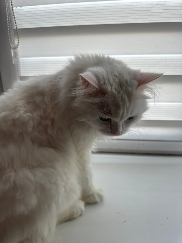 White cat at home in Omsk, windowsill to floor