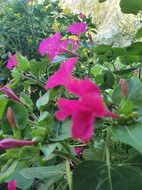 Four o'clock flowers and dappled light in a summer garden