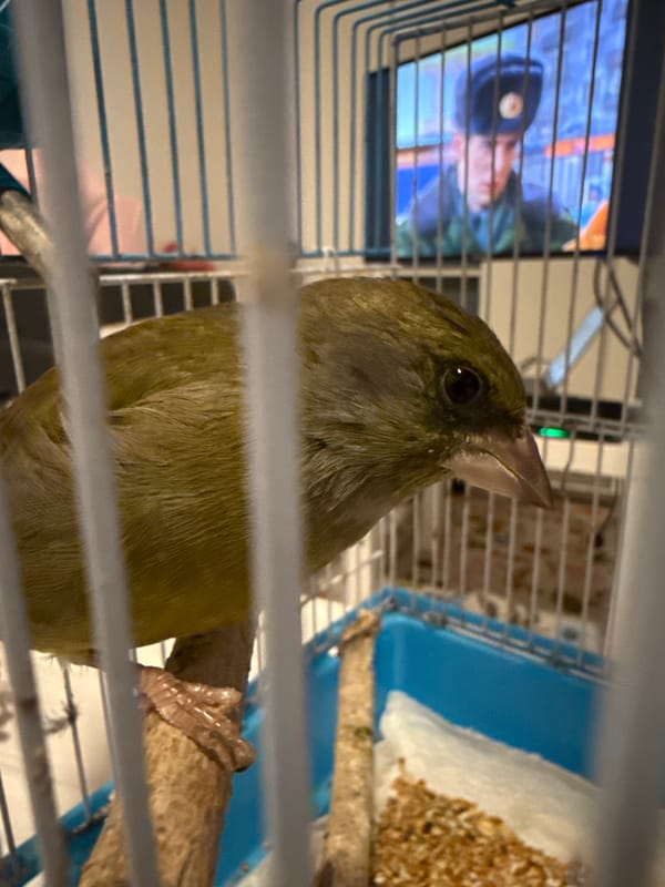 Caged finch photographed in Zagreb residence