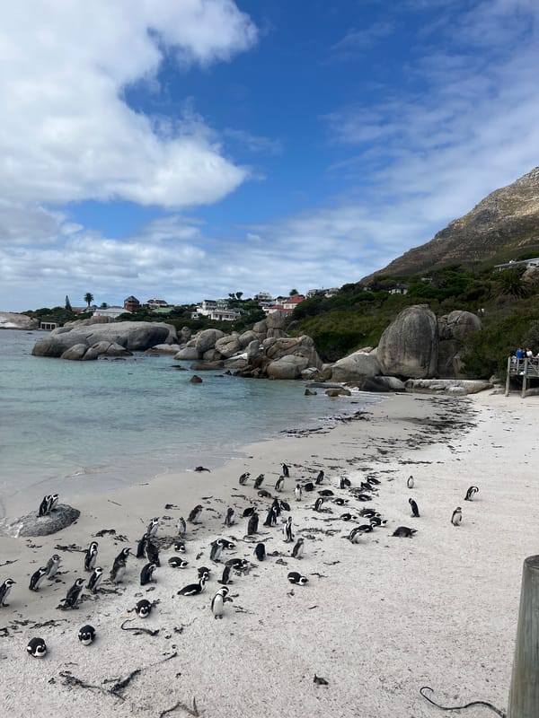 African penguin colony observed at Boulders Beach, South Africa