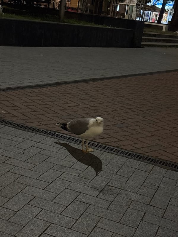 Seagull spotted in Varna's Opera Square during evening hours