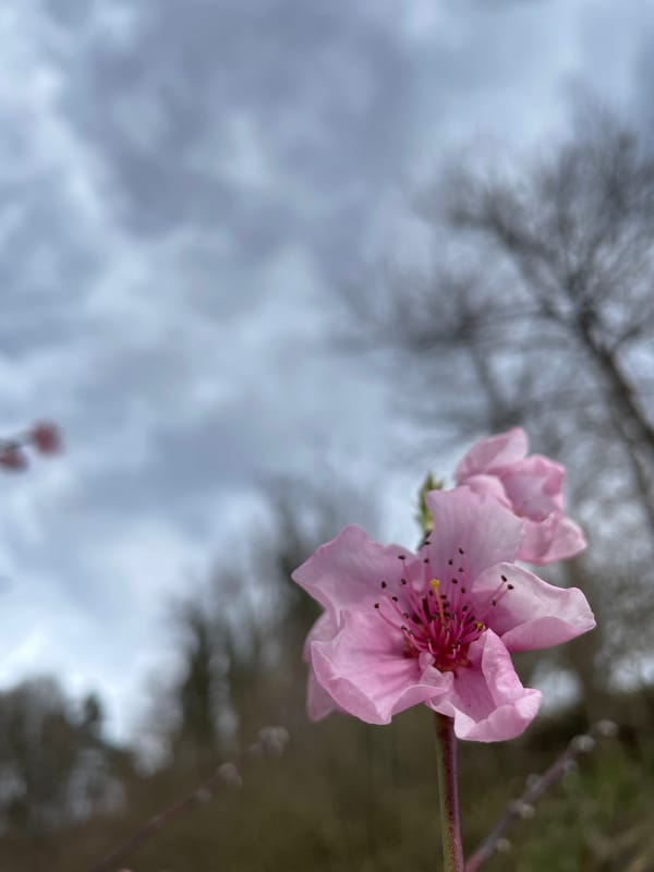 Spring afternoon captured in Bulgarian mountain town Zlatograd