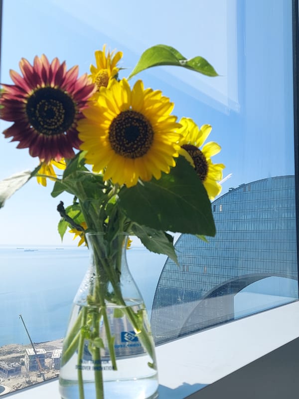 Sunflowers in a glass vase on a Baku windowsill