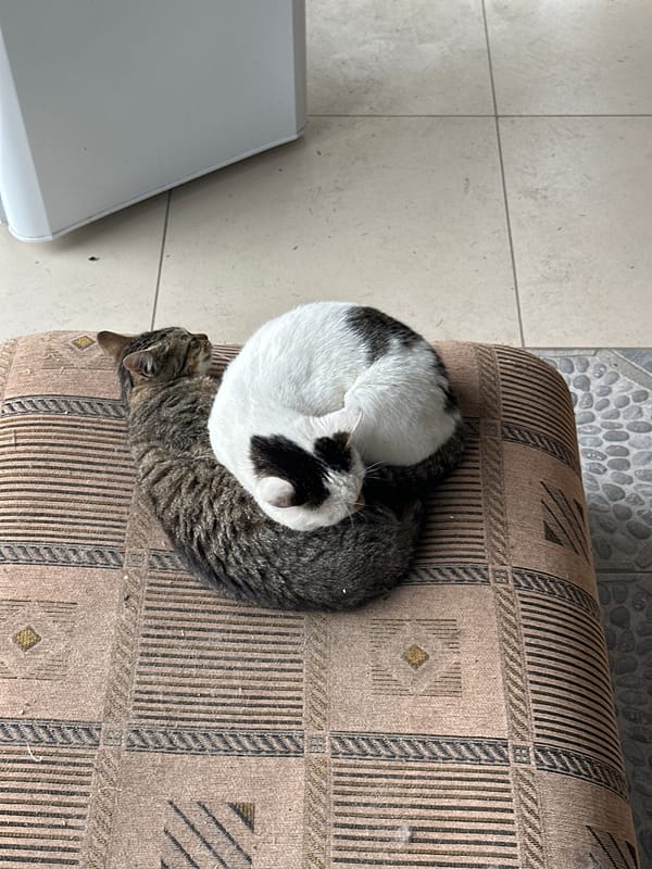 Cats spotted resting and playing in Kursk residential area