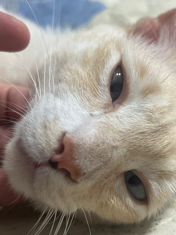 Cream tabby cat, multiple close-up angles, looking sleepy