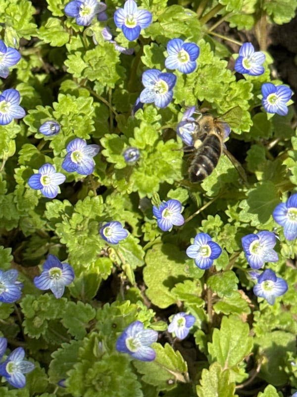 Honey bee forages on blue flowers in Kuleshovka, Russia