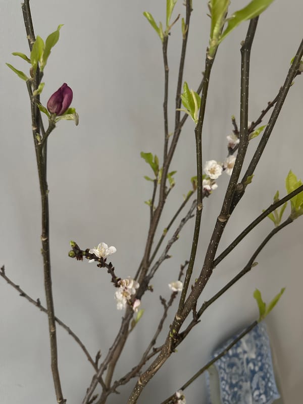 Spring moments captured in Kazan: blossoms, portrait, cat