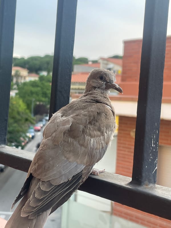 Tame collared-dove on a Canet de Mar balcony railing