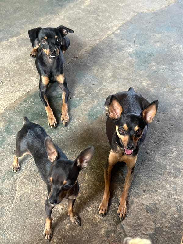 Dogs and lunch on a patio in Juan Griego, Venezuela
