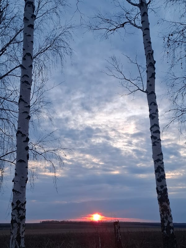 Winter landscapes with birch trees observed near Khlevnoe, Russia