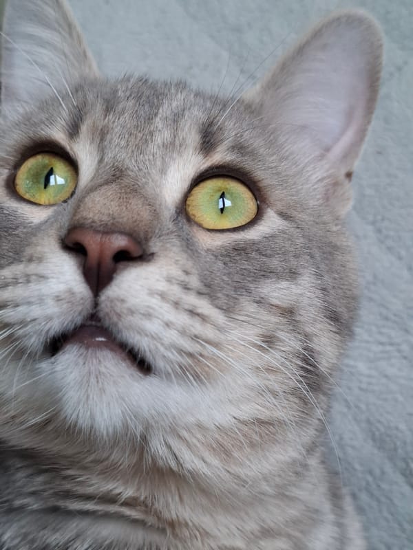 Rainy afternoon at home with tabby cat in Novi Sad