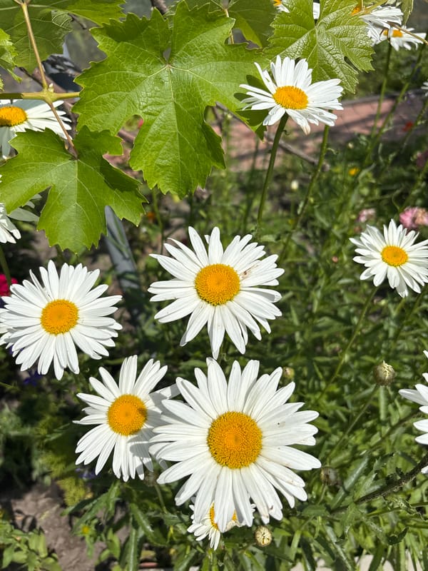 Summer garden flowers and a dog in Zmiiv, Ukraine